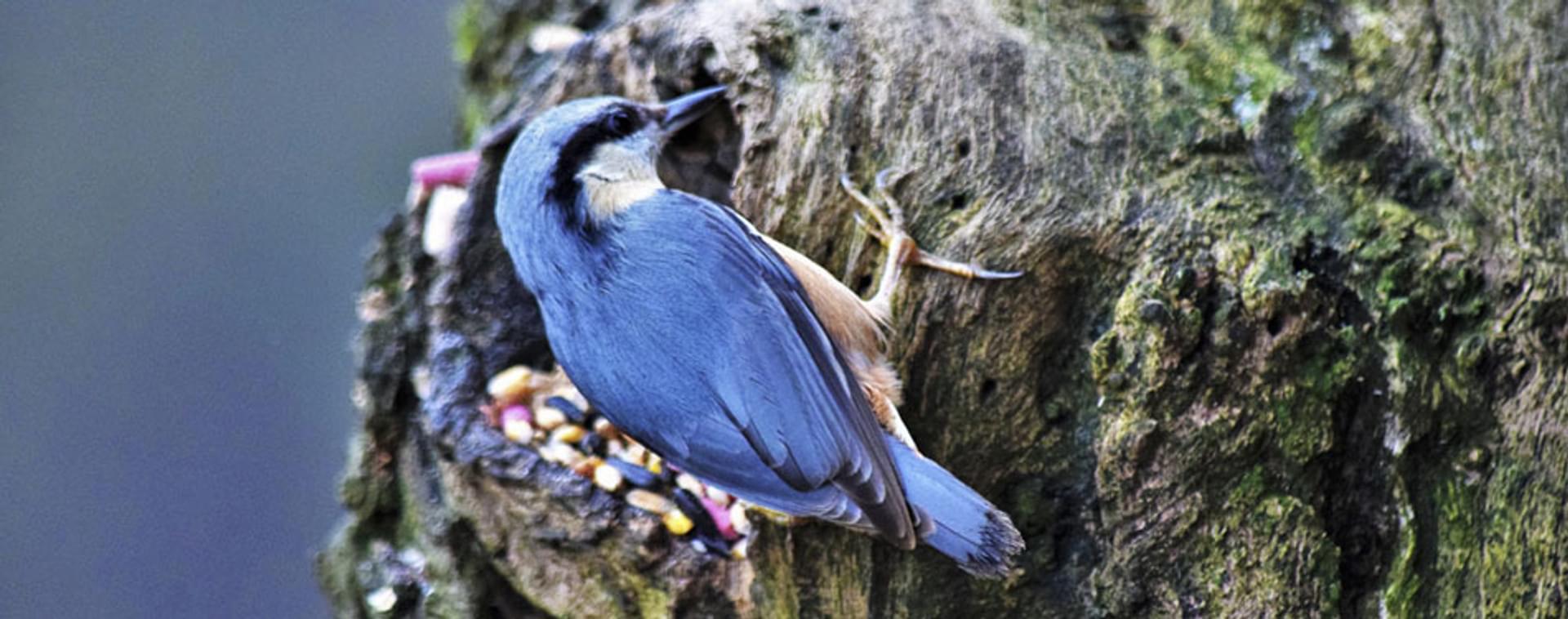 Birds of the Forest of Dean the woodpecker