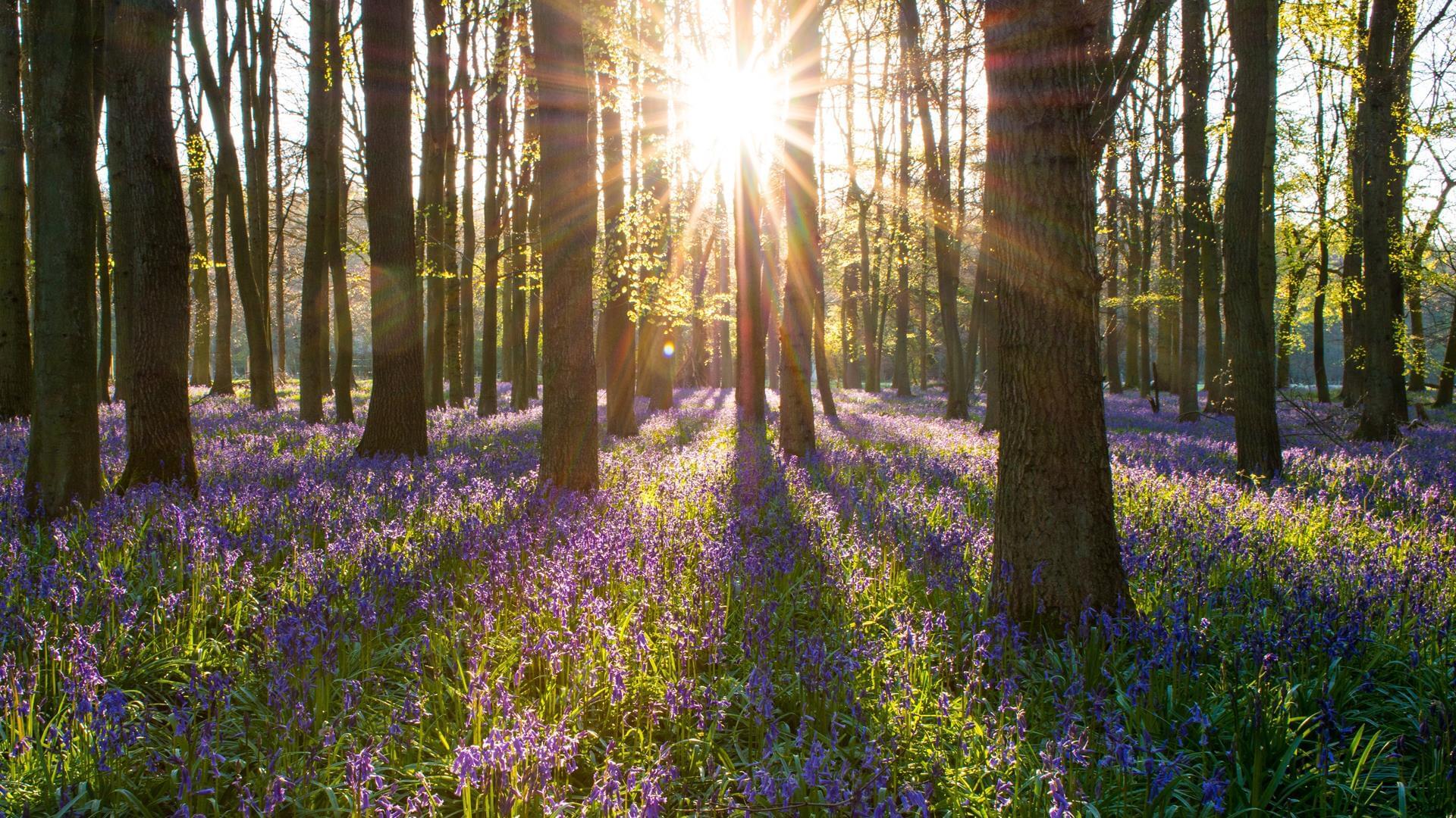 Bluebells in the Forest of Dean and Wye Valley
