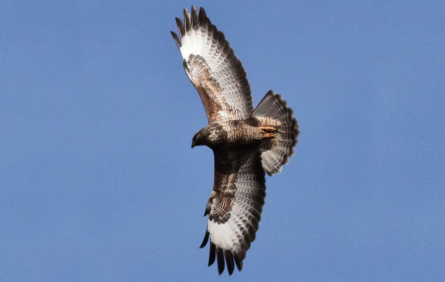Buzzard in the Forest of Dean