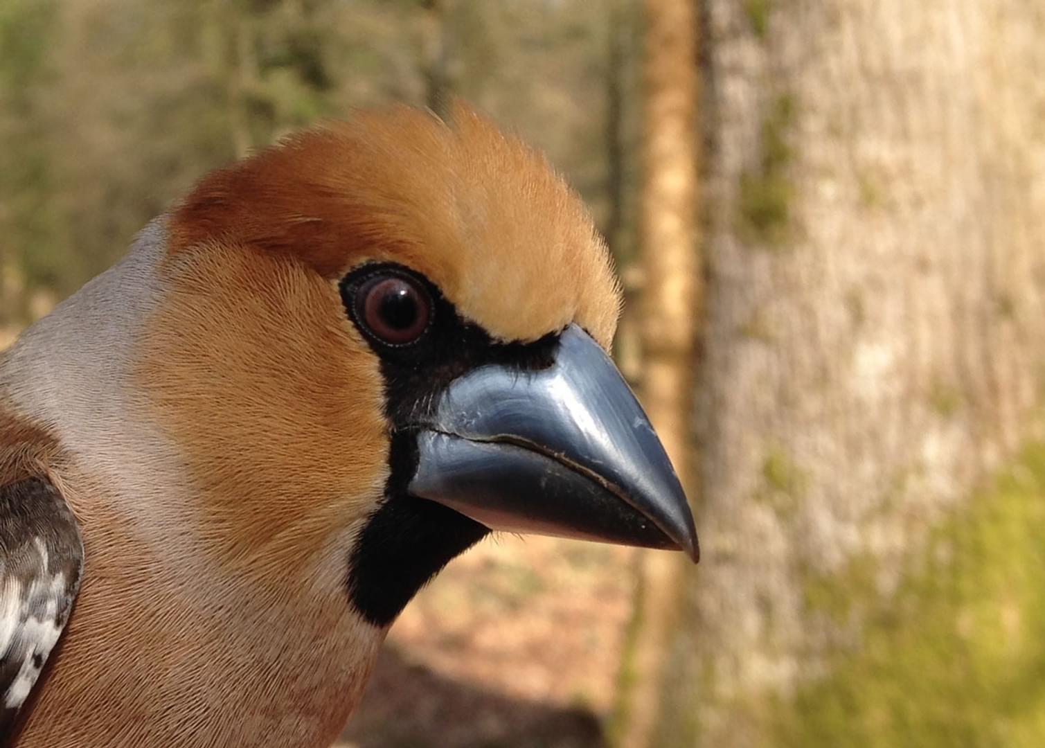 ED Drewitts photo of a Hawfinch head from thje range of birds from the Forest of Dean and Wye Valley