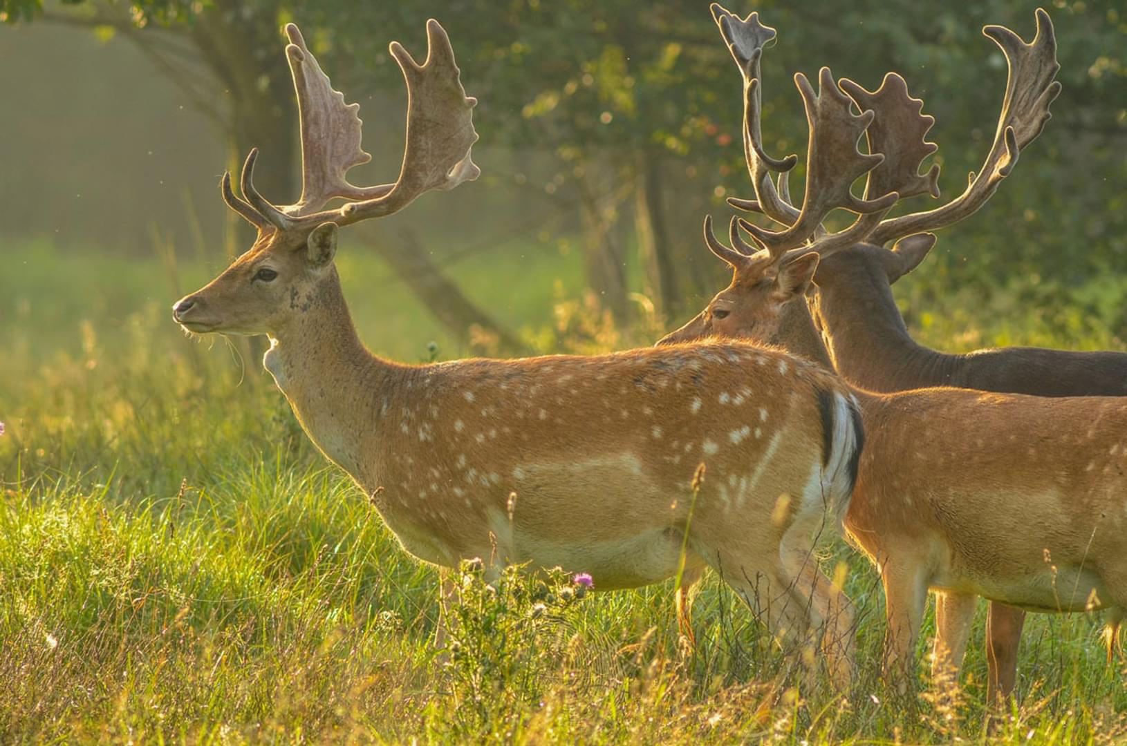 Fallow deer Forest of Dean