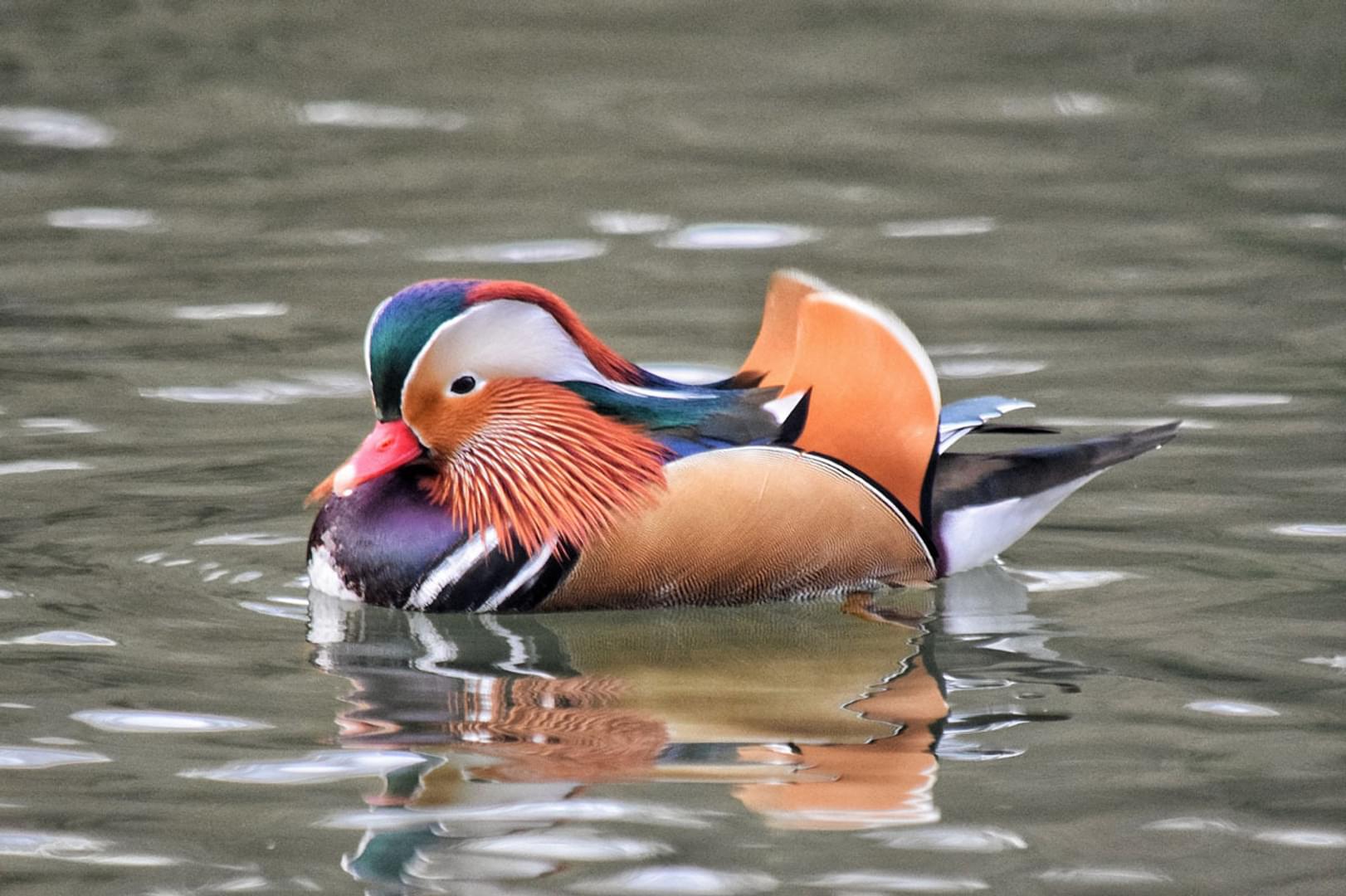Mandarin Duck on a pond in the Forest of Dean
