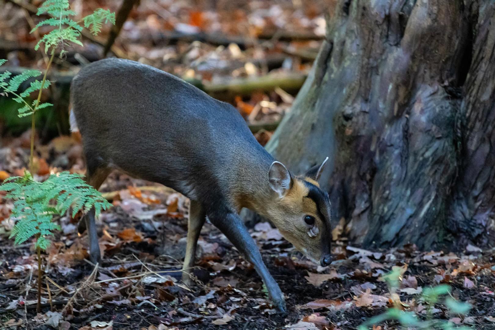 Muntjac deer Forest of Dean