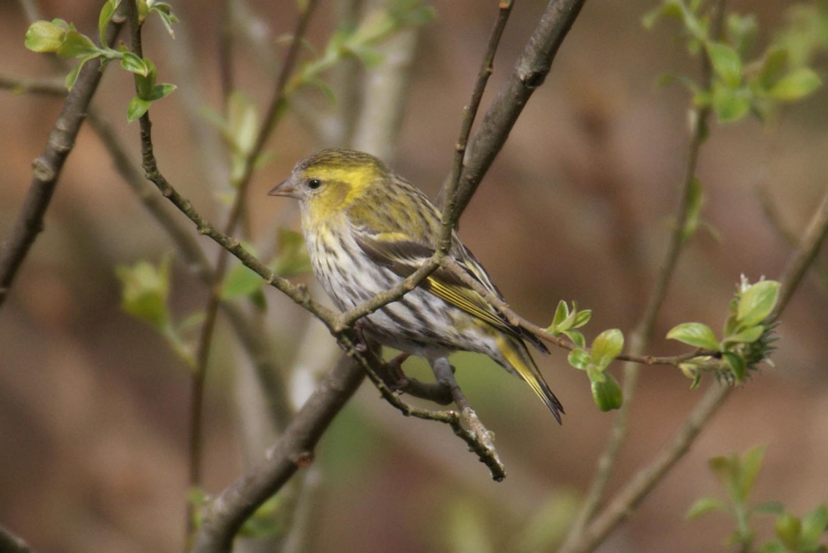 Siskin Bird photographed in the Forest of Dean and Wye Valley