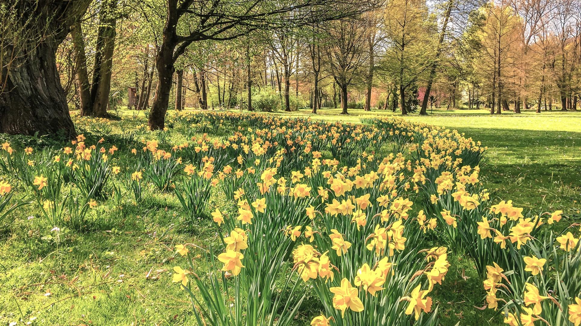 Spring Nature Daffodils Dean Wye