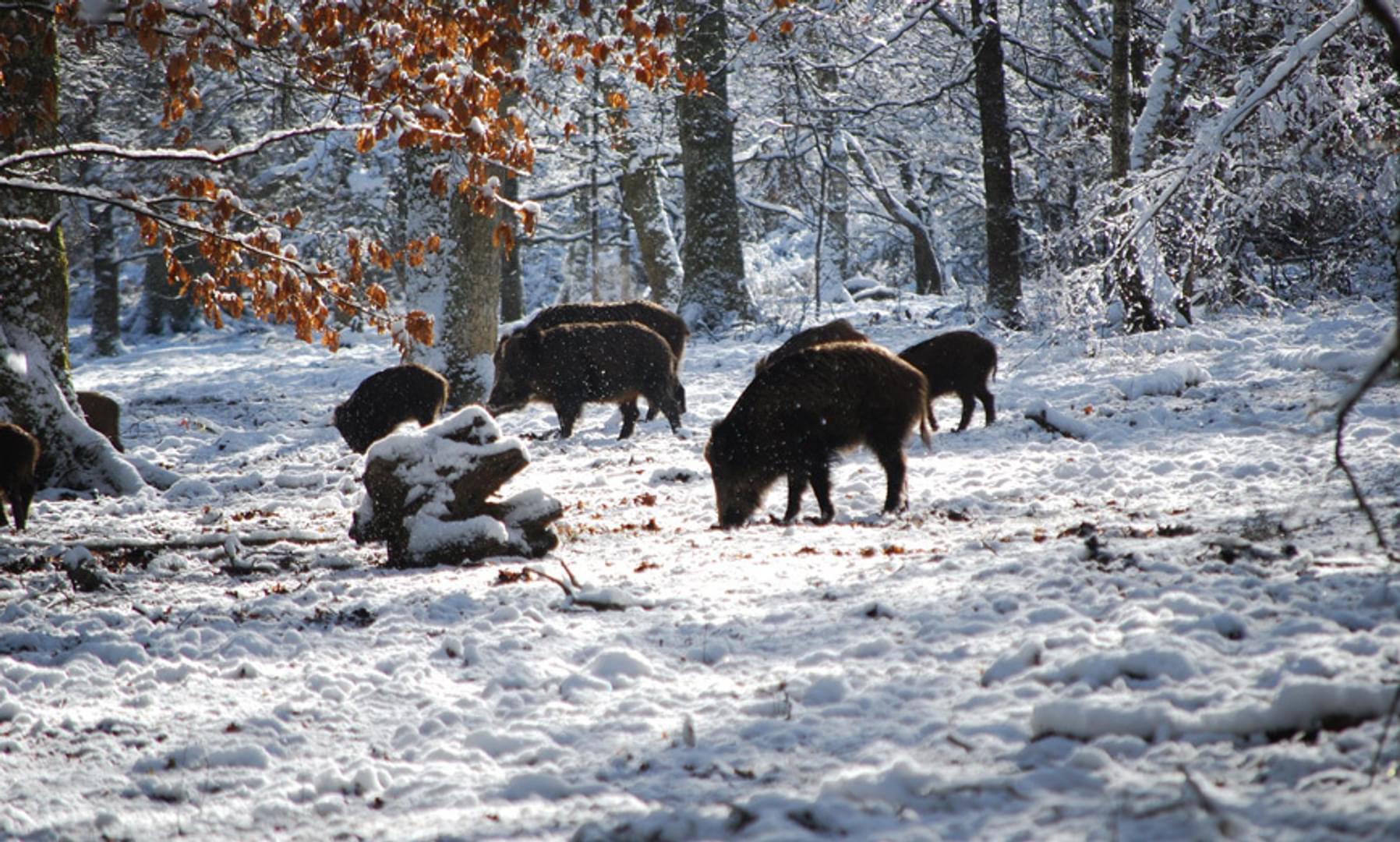 Winter Wildlife Wild Boar Forest of Dean