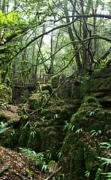 Puzzlewood Forest