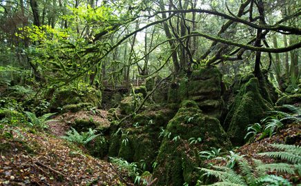 Puzzlewood Forest