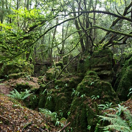 Puzzlewood Forest