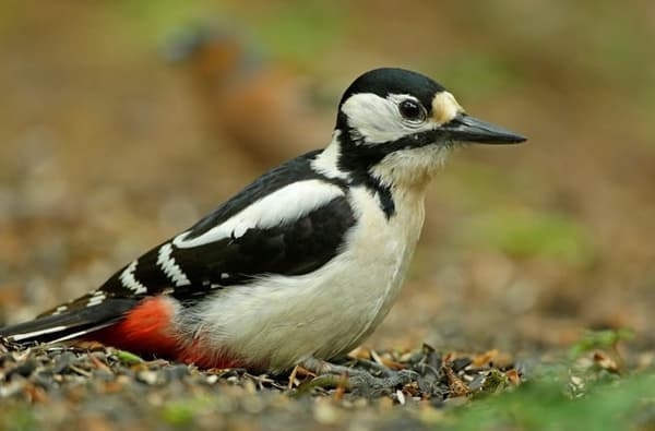 Great spotted woodpecker in Highnam Woods Nature Reserve