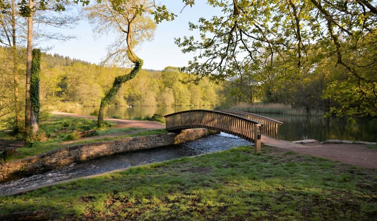 Cannop Ponds and bridge