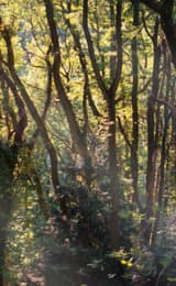 Highnam Woods Nature Reserve