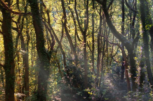 Highnam Woods Nature Reserve
