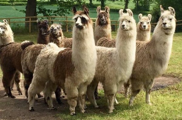Briery Hill Llamas