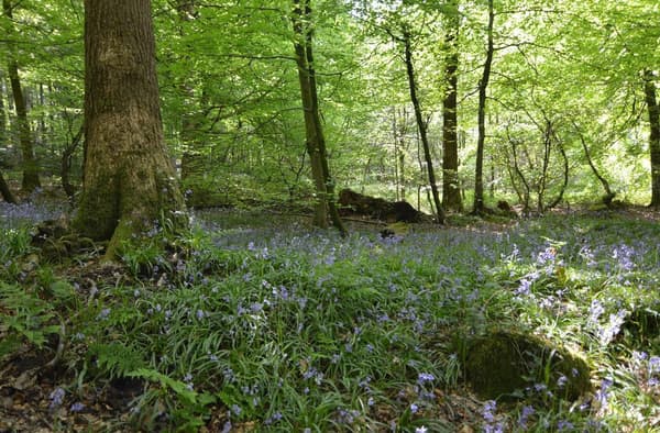 Chepstow Park Wood bluebells