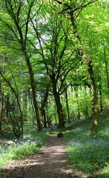 Chepstow Park Wood footpath and bluebells