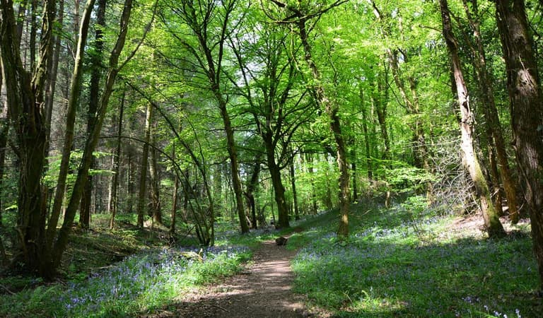 Chepstow Park Wood footpath and bluebells