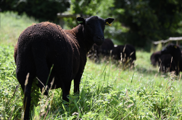 Cinderhill Farm Sheep
