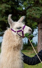 Briery Hill Llamas