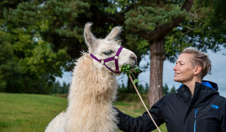 Briery Hill Llamas
