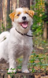 Dog enjoying walking in the forest of dean and Wye Valley