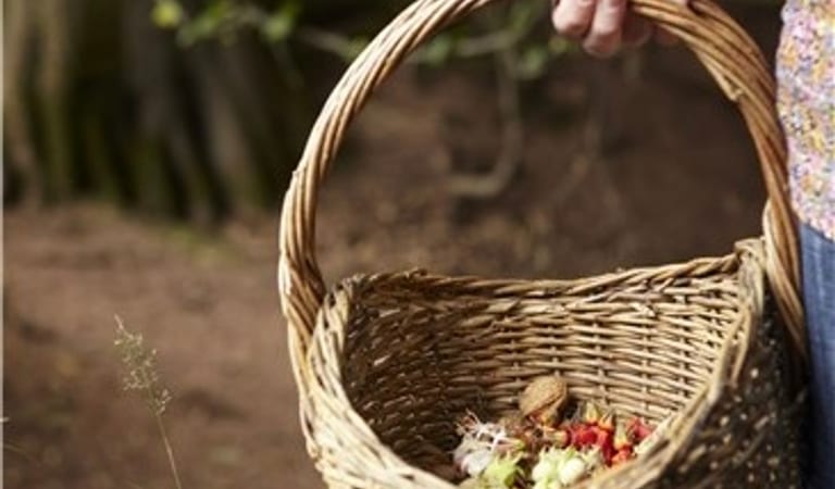 Forage Liz 1