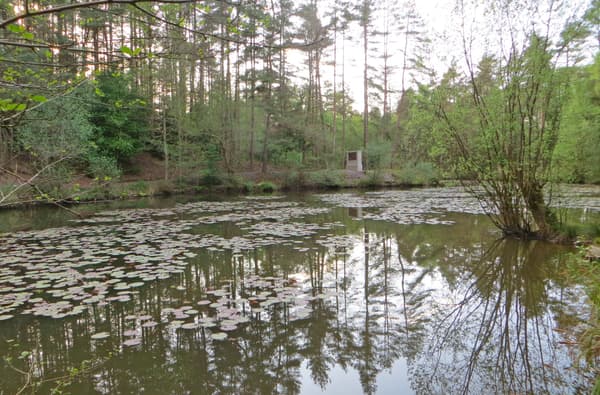 Speculation and Mireystock Pond