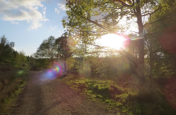 Speculation and Mireystock Sun through the trees