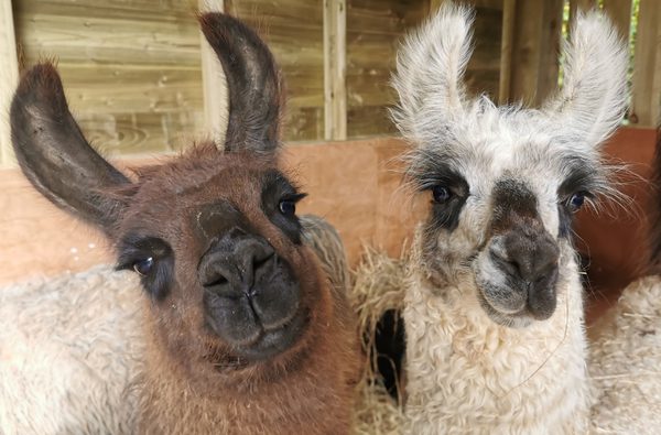 Briery Hill Llamas