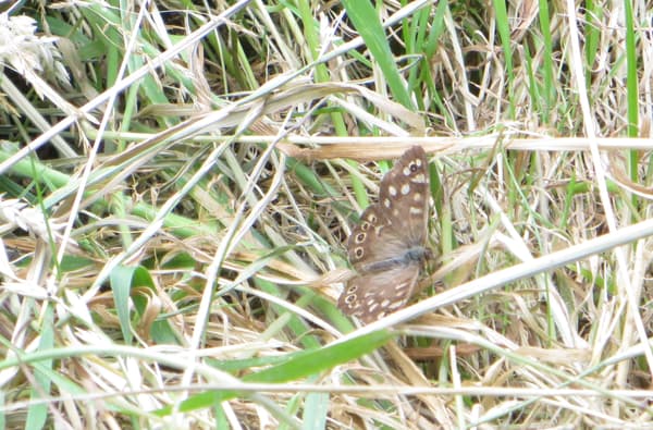 Highnam Woods Nature Reserve Butterfly