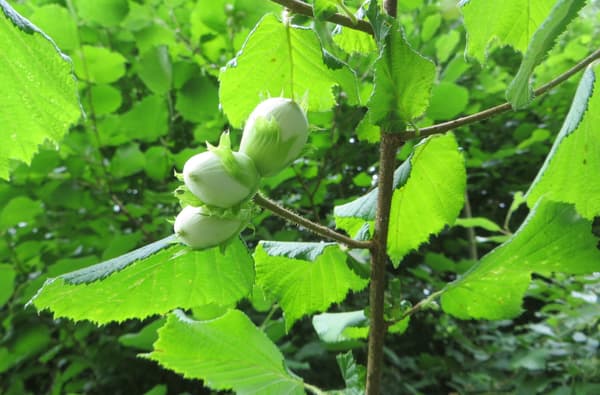 Highnam Woods Nature Reserve