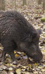 Ed and Liz Drewitt - naturalists and wildlife guides Wild boar
