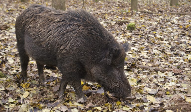 Ed and Liz Drewitt - naturalists and wildlife guides Wild boar