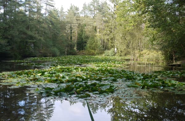 Speculation and Mireystock Pond