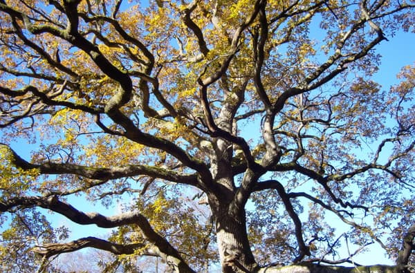 Highnam Woods Nature Reserve Tree