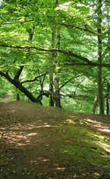 Guided Historical Woodland Walks Forest of Dean