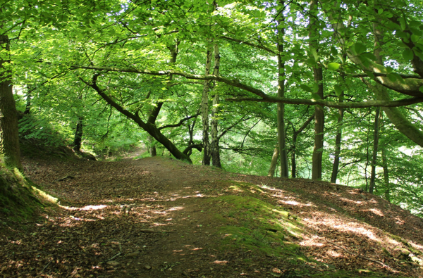 Guided Historical Woodland Walks Forest of Dean