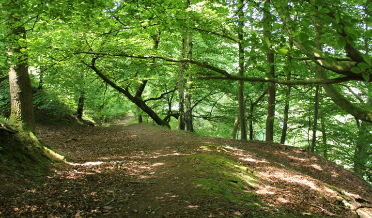 Guided Historical Woodland Walks
