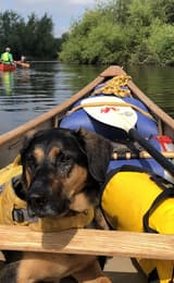 Way2 Go Adventures canoe with a dog