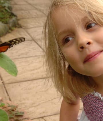 Wye Valley Butterfly Zoo with a child looking at a butterfly