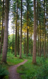 Walking path through Nagshead Nature Reserve