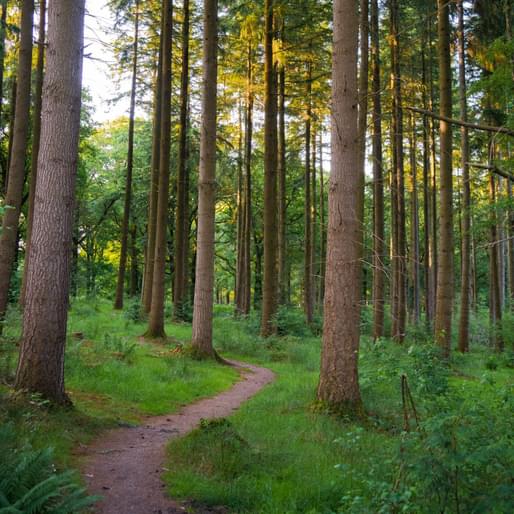 Walking path through Nagshead Nature Reserve