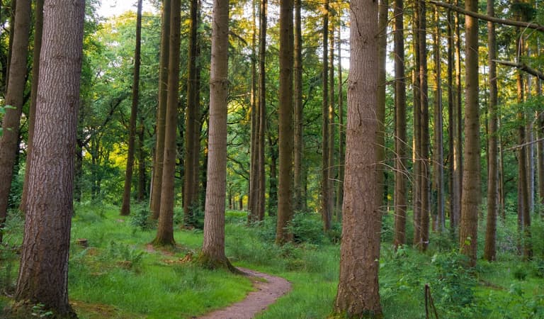 Walking path through Nagshead Nature Reserve