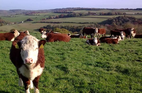 Herefords barn piece 003 914317606