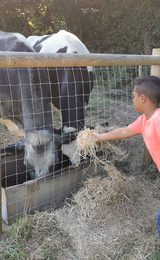 Jacob and the cows