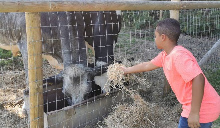 Jacob and the cows