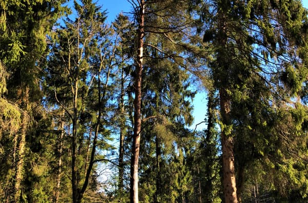 Mallards beach 1868114645