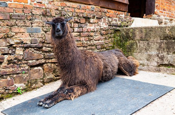 Briery Hill Llamas Quinnie