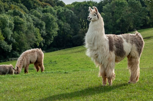 Briery Hill Llamas Rubio