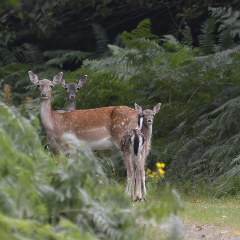 Copyright Paul Bennell Deer family